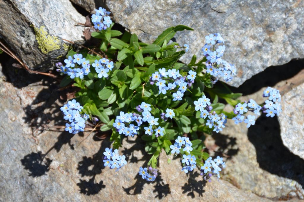 Myosotis alpestris ?